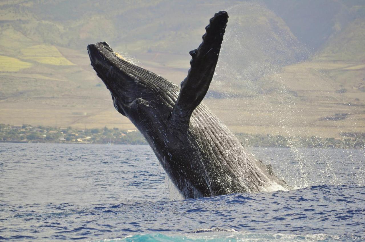 Villa Honua Kai 322 Lahaina Esterno foto